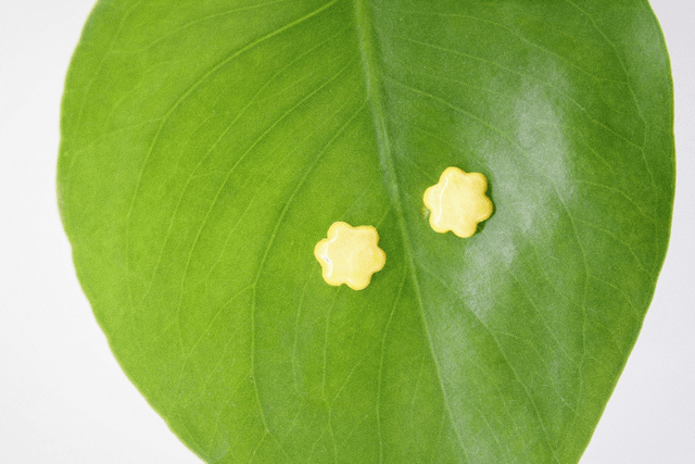 Willow mini stud earrings 